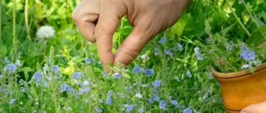 Event-Image for 'Gesundes aus Garten und Natur'