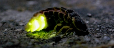 Event-Image for 'Glühwürmchen - zauberhafte Lichter in der Sommernacht'