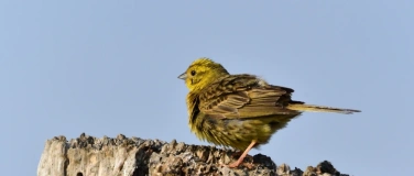 Event-Image for 'Vogelstimmenexkursion &bdquo;Wer singt am G&uuml;nzer See?&ldquo;'