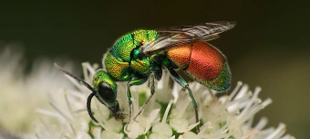 Event organiser of Käfer und kundig - Bugbusters: Hollywoods heimliche Stars