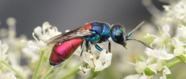 Event-Image for 'K&auml;fer & kundig: Bling-Bling in Unterkulm'