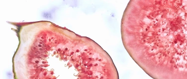 Event-Image for 'Vernissage: GRAEF präsentiert „A Slice of Art“'