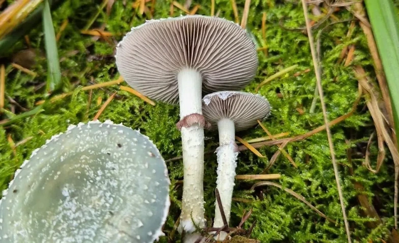 Event-Image for 'Pilzbestimmung leicht gemacht &ndash; 1-t&auml;giger Grundlagenkurs'