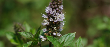 Event-Image for 'Heilende Kräuter'