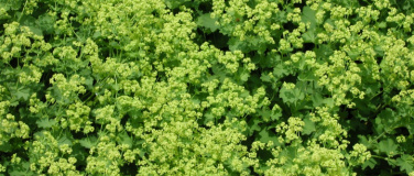 Event-Image for 'Heilende Kräuter - Frauenheilkunde & Aromatherapie'