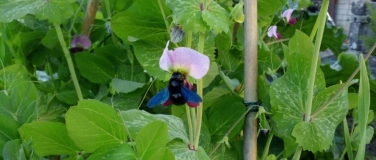 Event-Image for 'Wildbienenkurs  Wildbienen im Garten schützen und fördern'