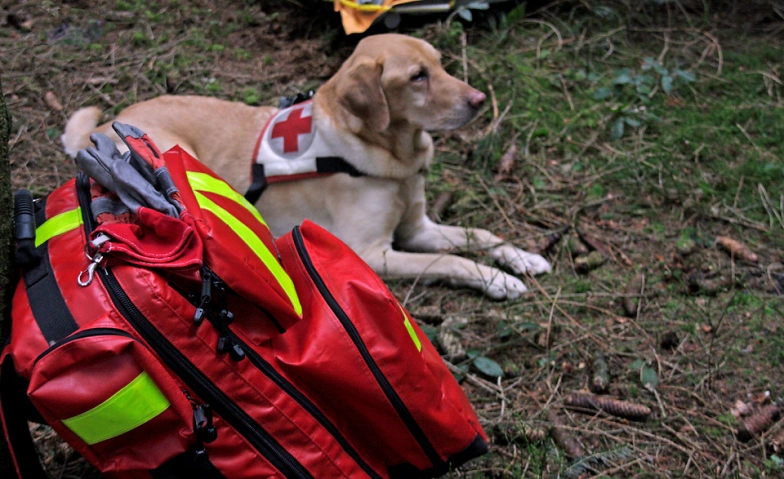 Event-Image for 'Erste Hilfe am Hund Kurs'