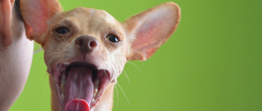 Event-Image for 'Hundezahnputzkurs - Zahnputzkurs f&uuml;r Hunde'