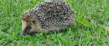 Event-Image for 'Der Igel - Nachbar und Wildtier'