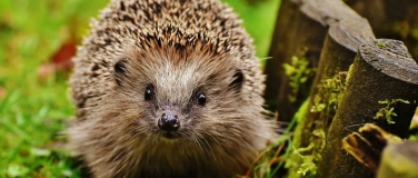 Event-Image for 'Mit dem Igel auf verborgenen Pfaden &ndash; Familienexkursion'
