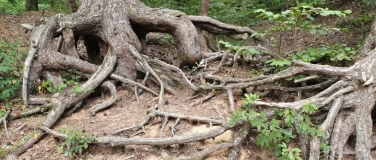 Event-Image for 'Abenteuertour: Das R&auml;tsel des geheimnisvollen Waldes'