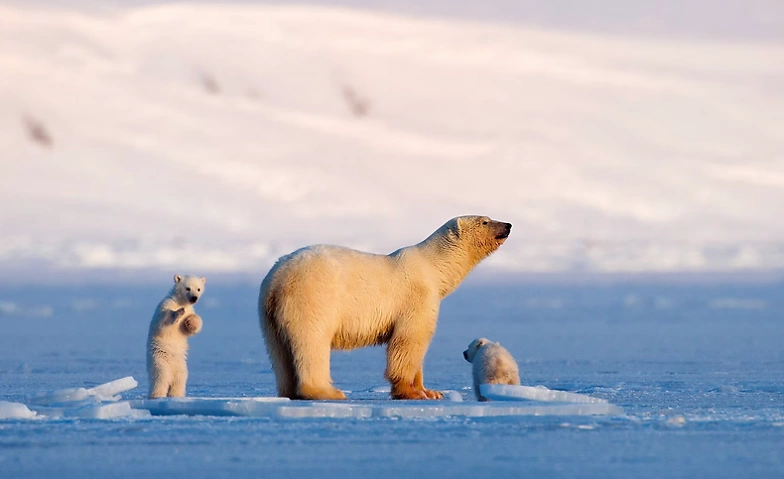 Auf Wiedersehen Eisb&auml;r - Leben auf Spitzbergen ${singleEventLocation} Tickets