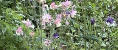 Event-Image for 'Kräuterwanderung'