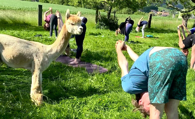 Yoga inmitten Alpakas in Selzach auf der Funrange Funrange, Selzach Tickets