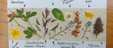 Event-Image for 'Kr&auml;uterwanderung / Hollunder'