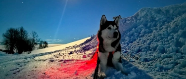 Event-Image for 'Weihnachts Malamute'