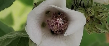 Event-Image for 'Wildpflanzen-Spaziergang Niederlenz'