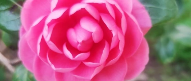 Event-Image for 'Die Heilkraft der ätherischen Öle'