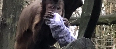 Event-Image for 'Nikolaus im Leintalzoo'