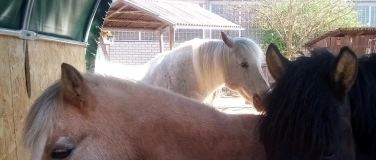 Event-Image for 'PFERDEKUNDE I nach VFD'