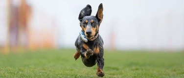 Event-Image for '3. Burghauser Dackelrennen'