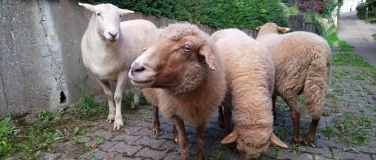 Event-Image for 'Weihnachtliche Wollaktionen für Singles Ü30 mit Hüteshow'