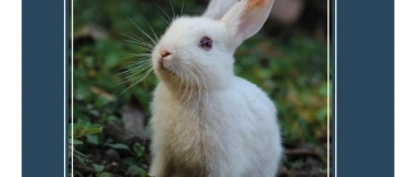 Event-Image for 'Ostern&auml;stli suchen'