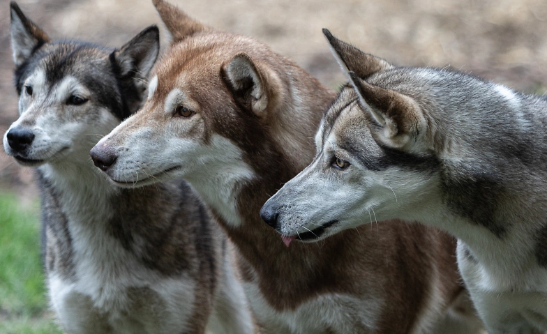 Event-Image for 'Husky Erlebnis Winter-Ferienpass 2024/25'