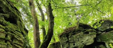 Event-Image for 'In die eigene Kraft kommen- Achtsamkeit und Erdung im Wald'