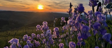 Event-Image for 'Sunset Wine Tasting'