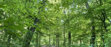 Event-Image for 'Erlebe die Magie des Waldes (Waldentdeckung für Erwachsene)'