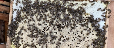 Event-Image for '"Der Biene unter den Pelz geschaut"'