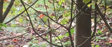 Event-Image for 'Mark Twain: Die Tageb&uuml;cher von Adam und Eva - Lesung'