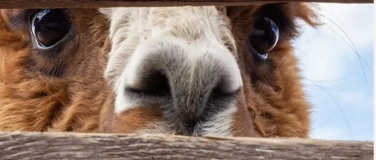 Event-Image for 'Yoga and Lamas & Alpaka'