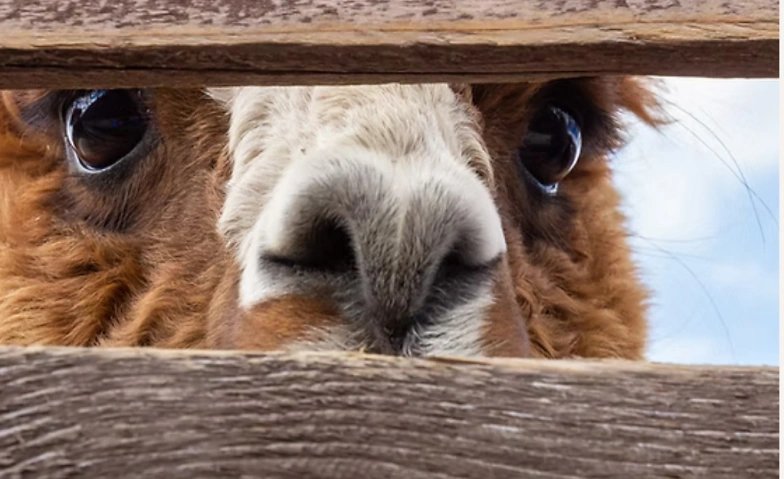 Event-Image for 'Yoga and Lamas & Alpaka'
