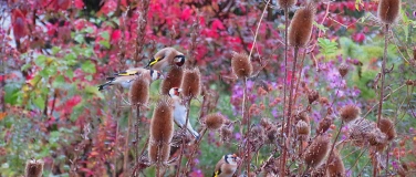 Event-Image for 'Naturschutzverein Bülach: Lebendiger Garten'