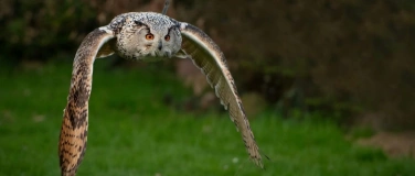 Event-Image for 'Falknerei Basel'