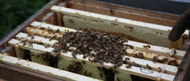 Event-Image for 'Theoriekurs: Einf&uuml;hrung in die Imkerei'