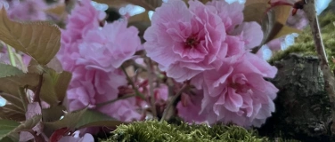 Event-Image for 'Ein Spaziergang unter Kirschbl&uuml;ten &ndash; Hanami in Berlin'