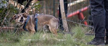 Event-Image for 'Seminar zu Angst & Unsicherheit bei Hunden'