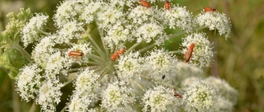 Event-Image for 'Insektenkundliche Führung mit Schwerpunkt Käfer'