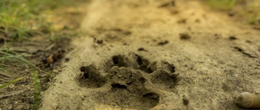 Event-Image for '"Waldtieren auf der Spur"'