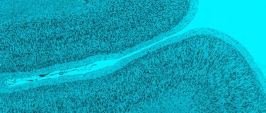 Event-Image for 'überZeichnung - Jahresausstellung 2025'