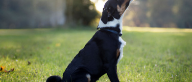 Event-Image for 'Hundef&uuml;hrerschein bltk'