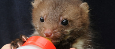 Event-Image for 'Führung zu den jungen Wilden im Wildpark Schwarze Berge'