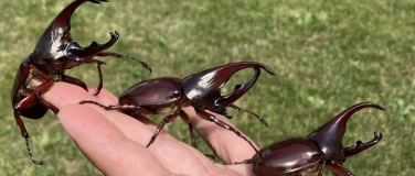 Event-Image for 'Faszination K&auml;fer: Nashorn und Hirsch als Haustier?'