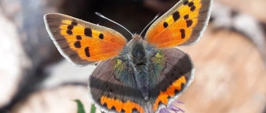 Event-Image for 'Vortrag "Tagfalter Mitteldeutschlands"'