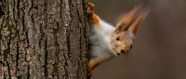 Event-Image for 'Klettern, Springen, Verstecken - aus dem Leben unserer Eichh'