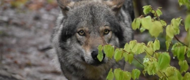 Event-Image for 'AnimalArt: Wolfsportrait Zeichenkurs'