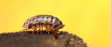 Event-Image for 'Krabbler - unheimlich faszinierend'